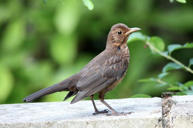 Close-up of bird perching on wall