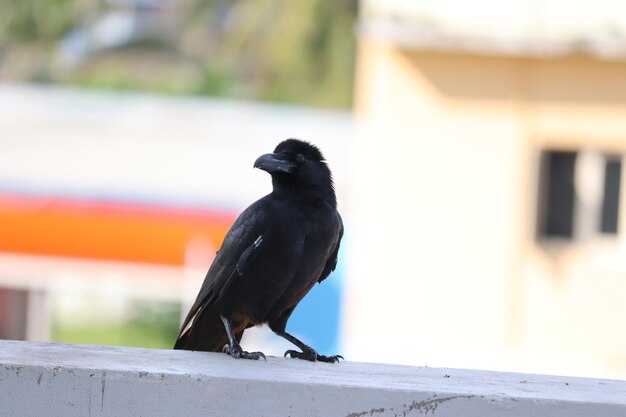 Close-up of bird perching on wall