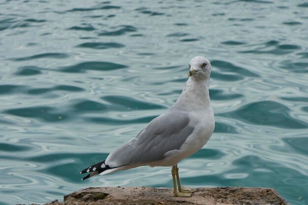 Foto close-up di un uccello appoggiato sull'acqua