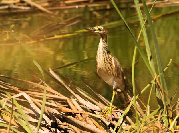 Photo close-up of bird perching on water