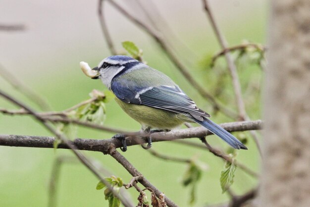 Close-up of bird perching on white background