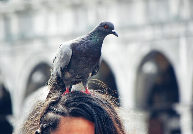 Close-up di un uccello appoggiato su una donna