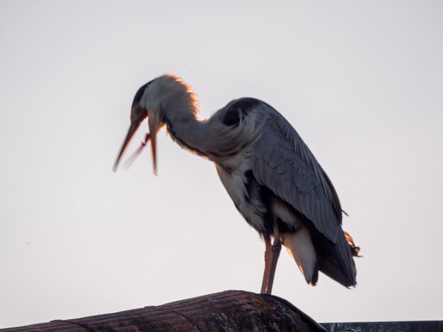 空の向こうの木の上に座っている鳥のクローズアップ