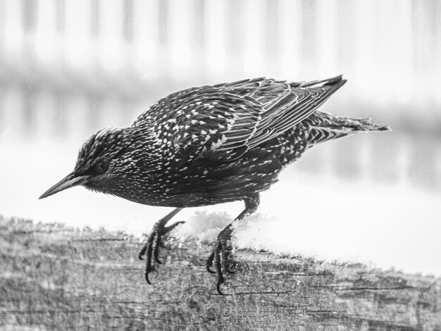 Foto close-up di un uccello appoggiato sul legno.