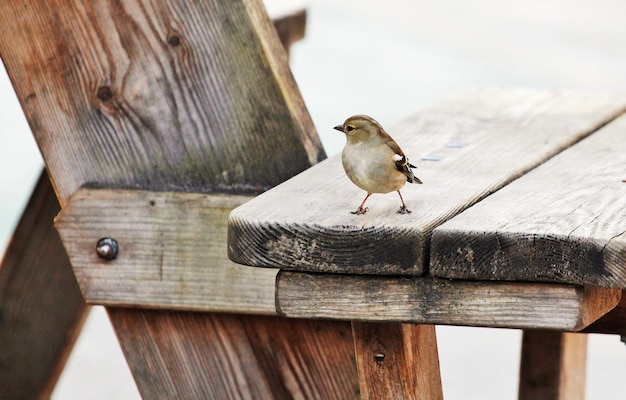 Close-up of bird perching on wood