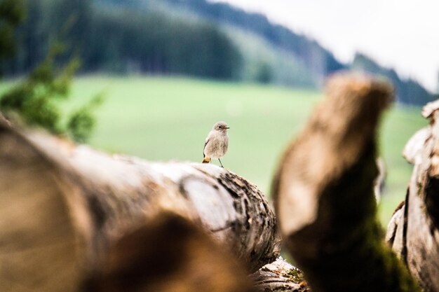 Foto close-up di un uccello appoggiato sul legno