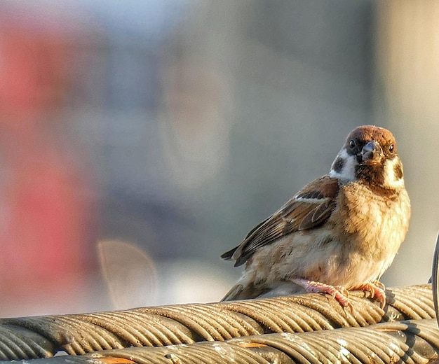 Close-up of bird perching on wood