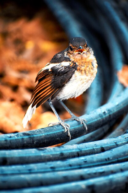 Photo close-up of bird perching on wood