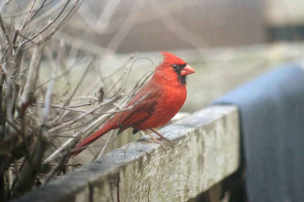 Photo close-up of bird perching on wood