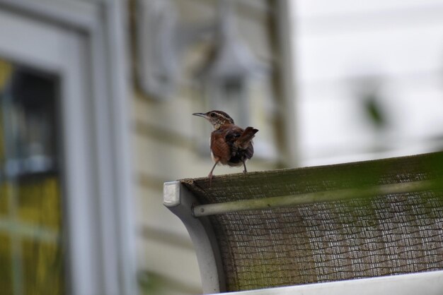 Photo close-up of bird perching on wood