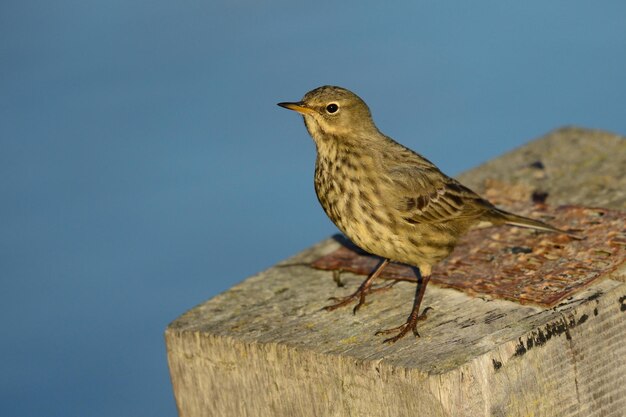 Close-up of bird perching on wood