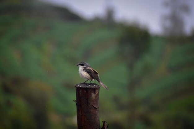 Photo close-up of bird perching on wood