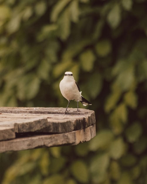 Photo close-up of bird perching on wood