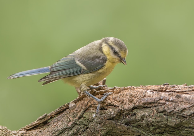 木の上に座っている鳥のクローズアップ