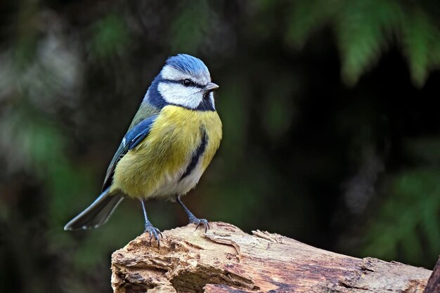 Close-up of bird perching on wood