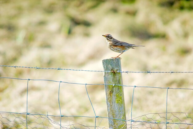 Photo close-up of bird perching on wood