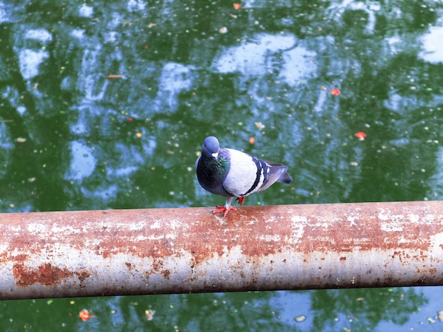 Close-up of bird perching on wood