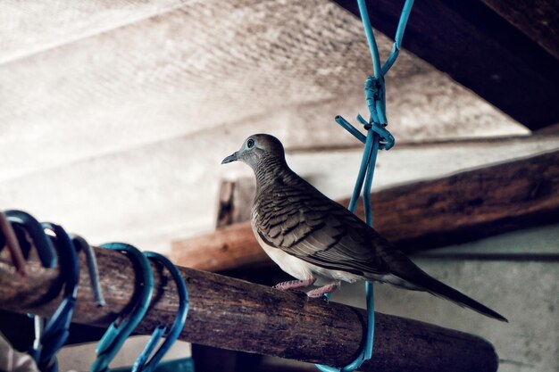 Photo close-up of bird perching on wood