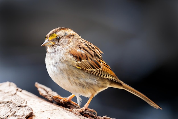 木の上に座っている鳥のクローズアップ