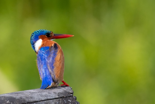 Close-up of bird perching on wood