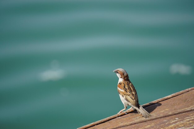 Photo close-up of bird perching on wood