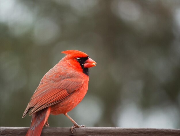 Photo close-up of bird perching on wood