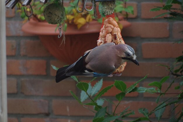 Close-up of bird perching on wood