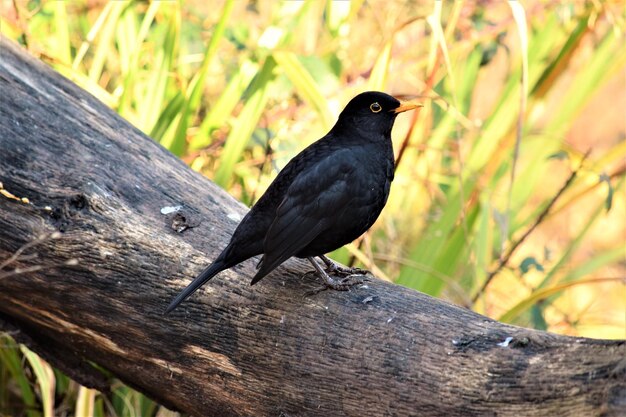 Photo close-up of bird perching on wood