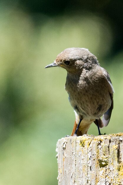 Close-up of bird perching on wood