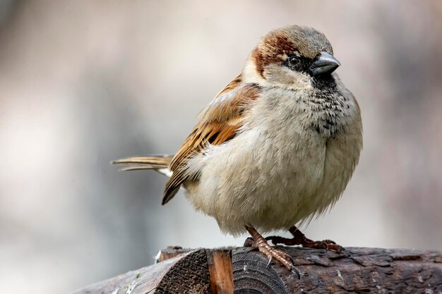 Foto close-up di un uccello appoggiato sul legno