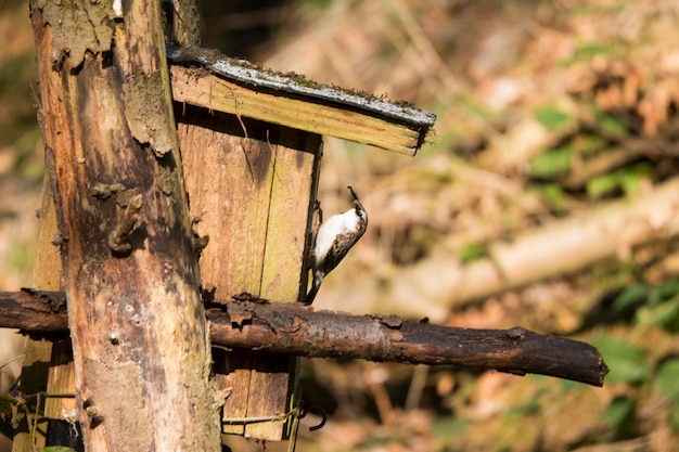 Close-up of bird perching on wood