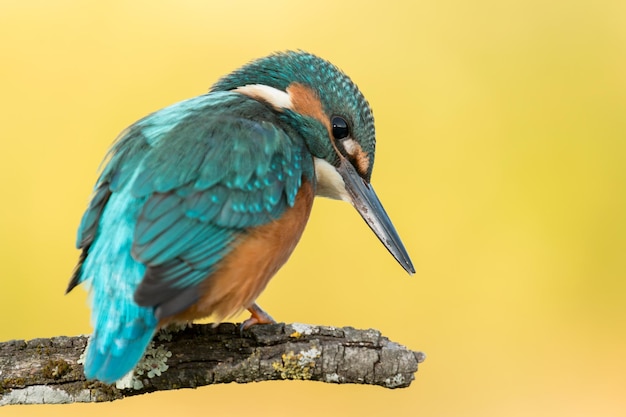 Close-up of a bird perching on wood