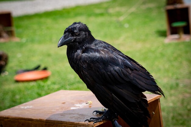 Close-up of bird perching on wood