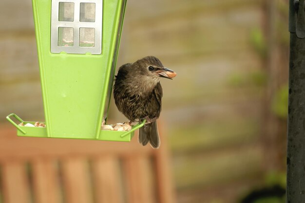 Photo close-up of bird perching on wood