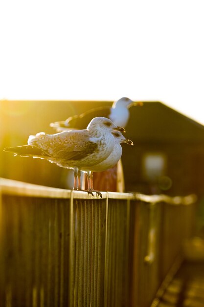 明るい空の前で木製のフェンスに座っている鳥のクローズアップ