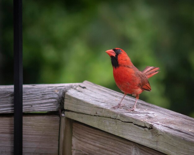 Foto close-up di un uccello appoggiato su una recinzione di legno