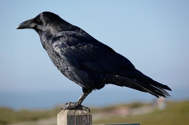 Foto close-up di un uccello appoggiato su un palo di legno contro un corvo celeste