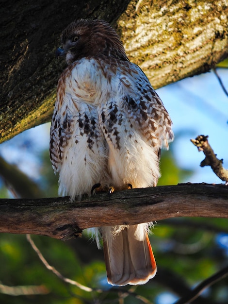 Foto close-up di un uccello appoggiato su un palo di legno