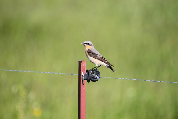 Close-up of bird perching on wooden post