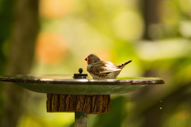 Close-up of bird perching on wooden post