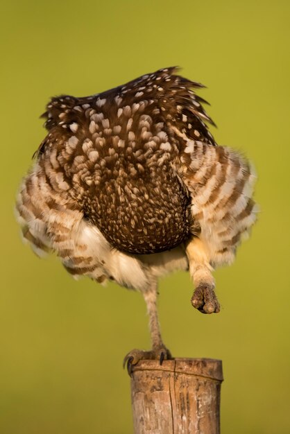 Close-up of bird perching on wooden post