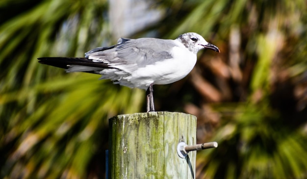 Photo close-up of bird perching on wooden post