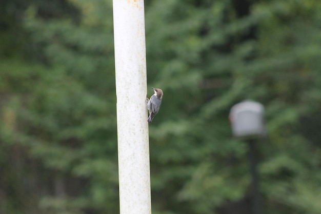 Foto close-up di un uccello appoggiato su un palo di legno