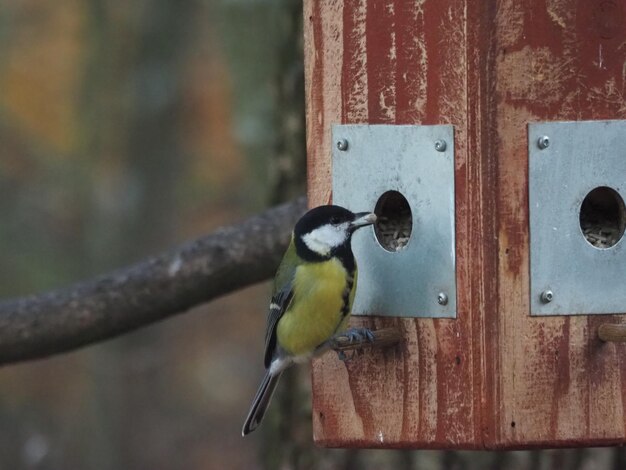 Close-up of bird perching on wooden post