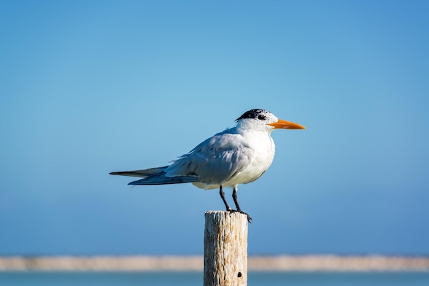 木製の柱に座っている鳥のクローズアップ