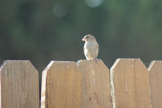 Photo close-up of bird perching on wooden post