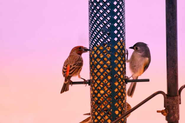 Close-up of bird perching on wooden post