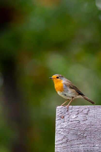 Close-up of bird perching on wooden post