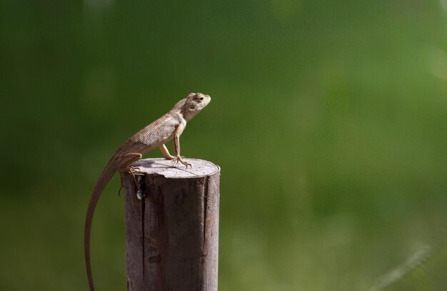 Close-up of bird perching on wooden post