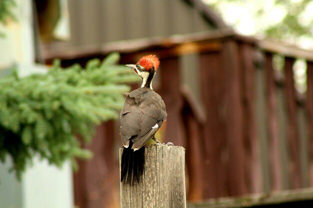 Photo close-up of bird perching on wooden post